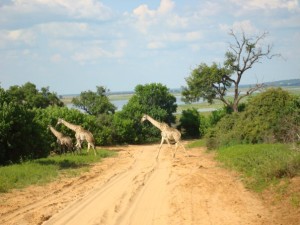 1923685_12152736617_4193_n