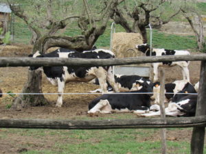 castel gandolfolo 198