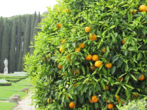 castel gandolfolo 226